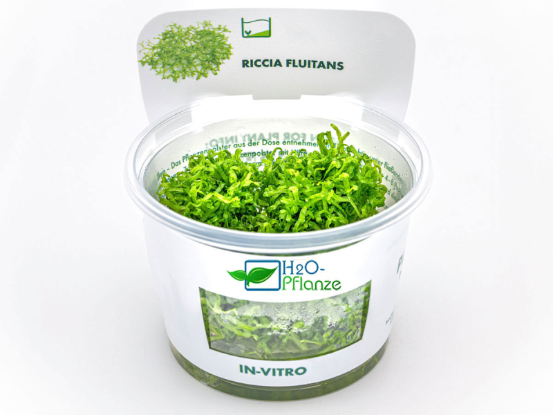 Untergetauchtes Sternlebermoos - Riccia fluitans in vitro